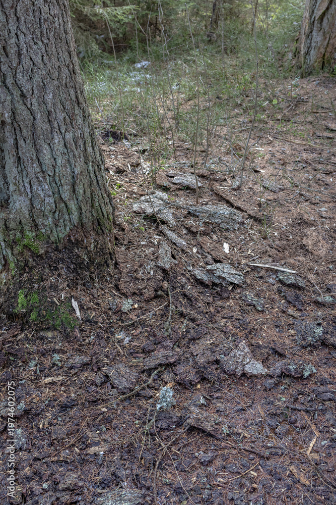 Fototapeta premium Forest floor with fallen bark and mossy tree trunk in the background
