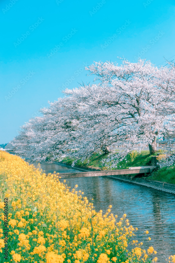 Naklejka premium Cherry blossoms and rapeseed flowers along river in spring Toyoho River Oyama Japan