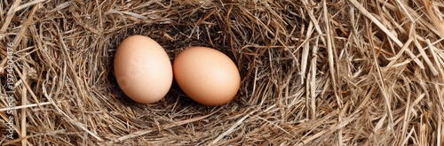 Two Chicken Eggs in Nest Top View Natural Organic Farm Concept