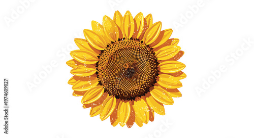 A detailed distressed illustration captures a single sunflower head with golden-yellow petals and a dark brown spiraled center on an off-white background.