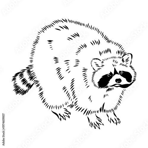 Bahamian raccoon, vector sketch