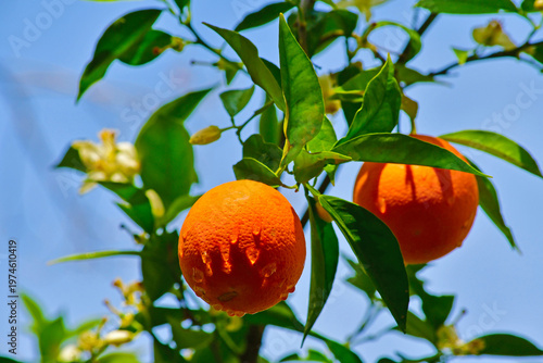 oranges on tree
