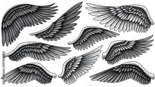 Collection of detailed black and white feathered angel wings with varying shapes and sizes on plain background