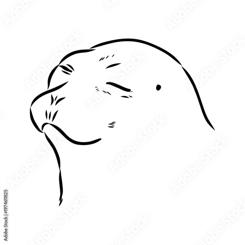 Baikal seal, vector sketch