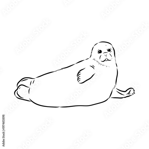Baikal seal, vector sketch