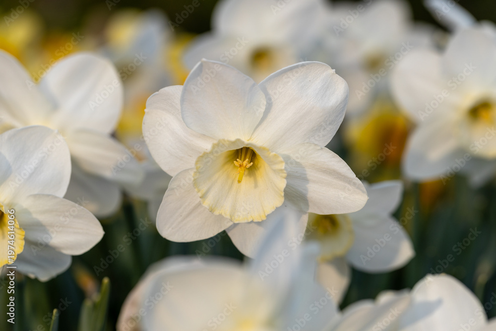 Obraz premium Close-up of white narcissus flowers (Narcissus poeticus) in spring garden