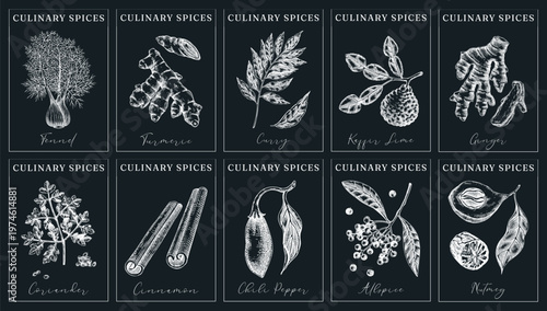 Culinary herbs and spices label set for packaging and branding. hand-drawn food ingredients illustrations in vintage engraved style