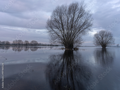 Flooded meadow with trees and reflections at sunrise, Bzura wetlands, Poland