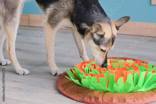 cute mixed breed dog playing with soft snuffle rug for hiding dried treats for nose work. Intellectual games with pet