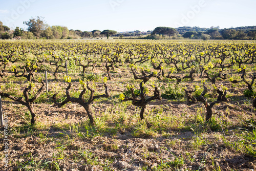 Tidy vineyards on a big field on a sunny afternoon. Wine is a famous local product. Pampelonne, Cote d'Azur, France.