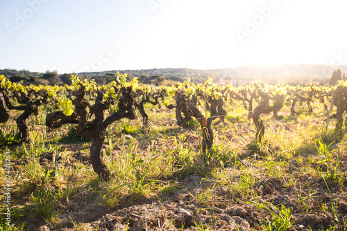Tidy vineyards at golden hour with sunflare. Wine is a famous local product. Pampelonne, Cote d'Azur, France.