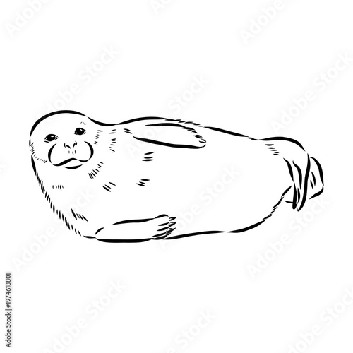 Baikal seal, vector sketch