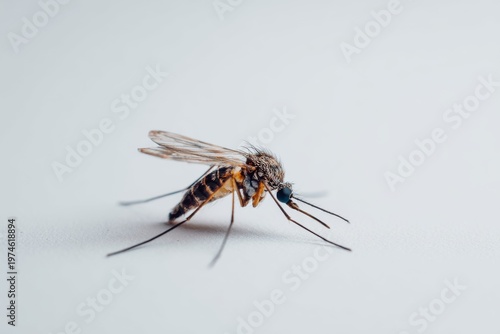 mosquito sucking blood extreme macro