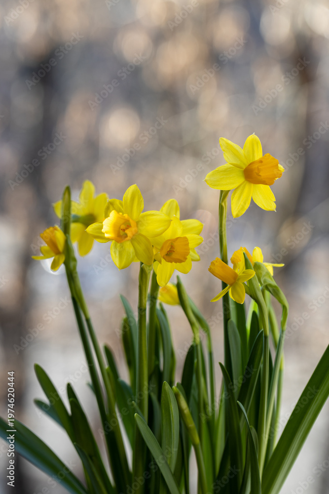 Obraz premium Beautiful Spring banner with fresh yellow daffodil flowers grow in pot on windowsill