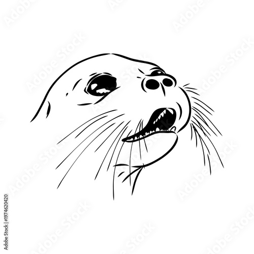 Baikal seal, vector sketch