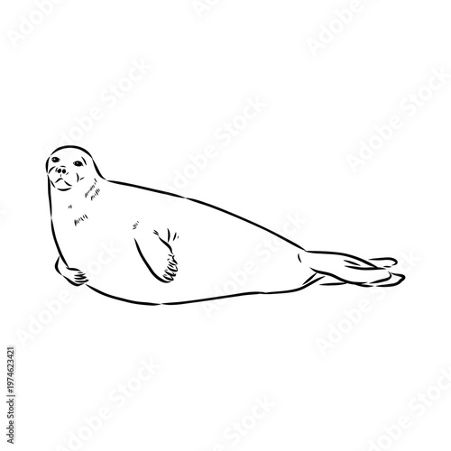 Baikal seal, vector sketch