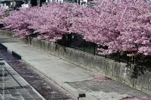 淀の河津桜