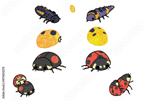 Harmonia axyridis and Coccinella septempunctata growth