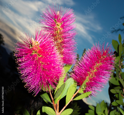 Vászonkép Bright bottlebrush flowers after the sun is below the horizon behind