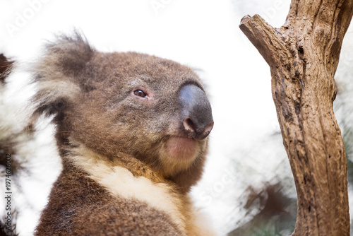 Canvas Print Close-up portrait of a cute brown furry Australian koala bear sitting in the branches of a eucalypt tree on a sunny day with a soft focus white background