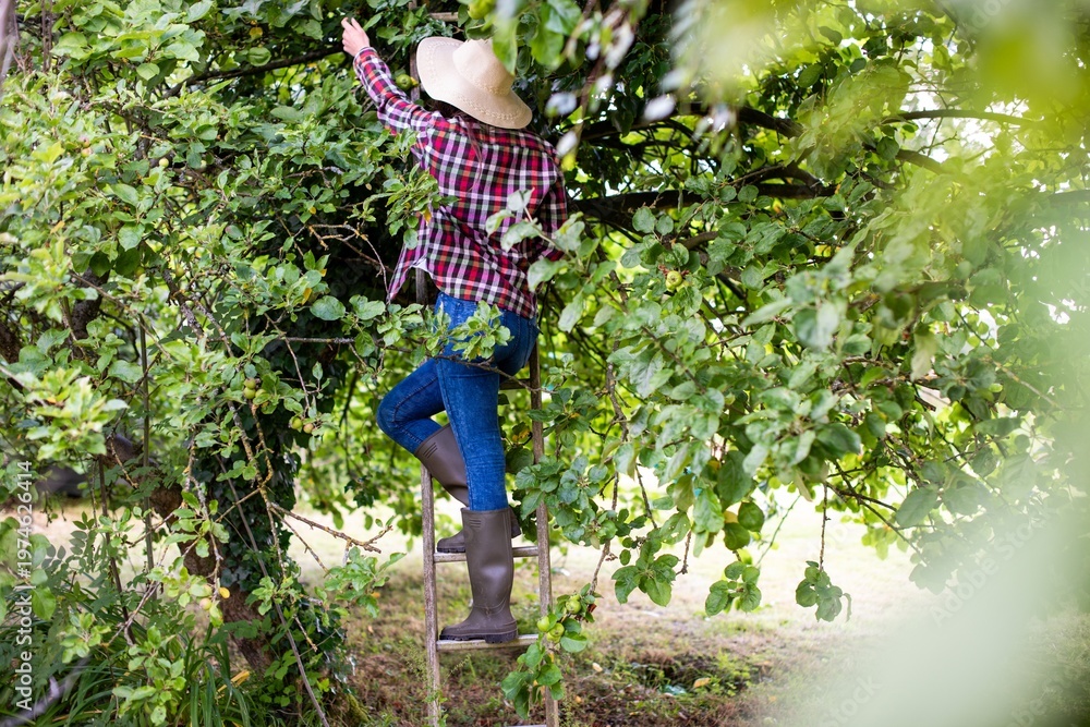 Naklejka premium Woman harvesting apples outdoors photo