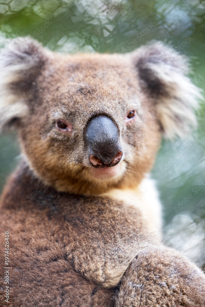 Obraz premium Close-up portrait of a beautiful brown furry Australian koala bear sitting in the branches of a eucalypt tree on a sunny day.