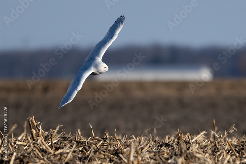 Fotografija Snowy owl gliding low over a harvested field, captured in a fast and focused winter hunting flight