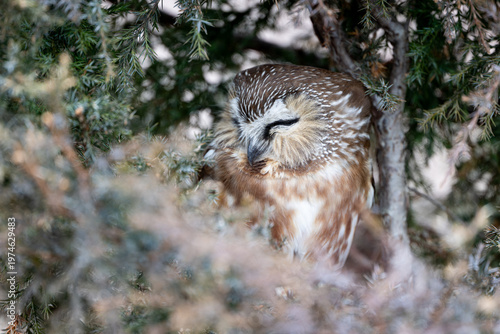 Fotografie Northern saw whet owl resting quietly among evergreen branches with eyes closed,