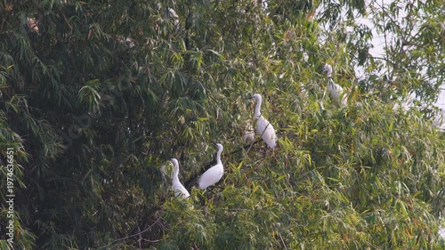White Birds Nesting Among Green Leaves in Lush Nature Setting