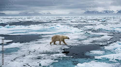 Lone Polar Bear on Melting Ice