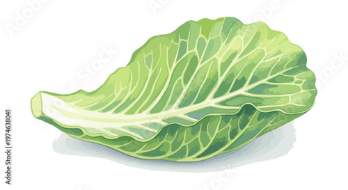 Cabbage leaf isolated on black background illustrated vegetable