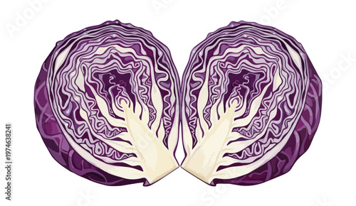 Cross section of purple cabbage halves on black background