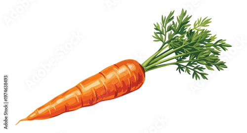 Fresh orange carrot with green top isolated on black