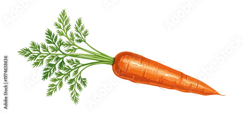 Orange carrot with green leaves isolated on black