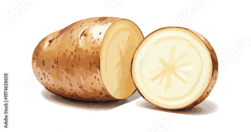 Potato illustration cut view showing texture and detail