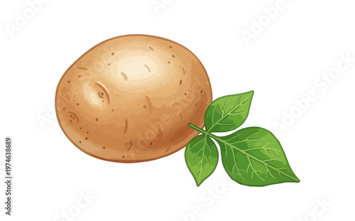 Potato illustration with leaf isolated on black background