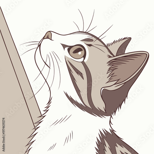 Brown and white cat looking up with solid background feline animal