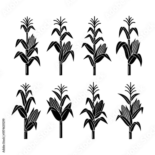 Corn Stalks Collection: Black and White Silhouettes of Maize Plants with Cobs
