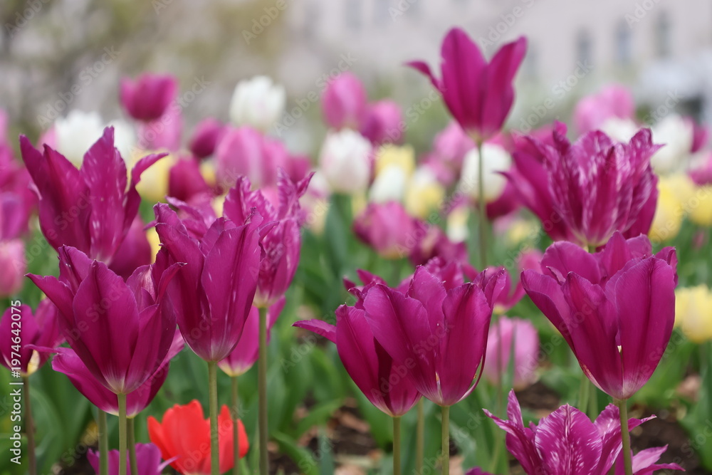 Fototapeta premium purple tulips in spring