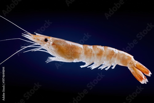 Shrimp with translucent body and distinct orange stripes, showcasing long antennae and segmented abdomen, positioned against a dark background highlighting its intricate details and natural features