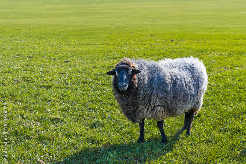Fototapeta premium Pomeranian sheep standing on green grass field outdoors