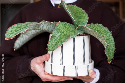 Person holding sansevieria plant in modern ceramic pot, indoor home decor