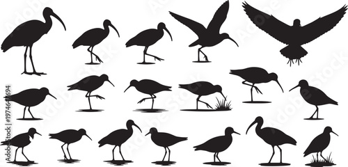 A comprehensive collection of diverse bird silhouettes, showcasing various long-beaked shorebirds and wading birds in multiple dynamic poses, ideal for nature and wildlife-themed designs