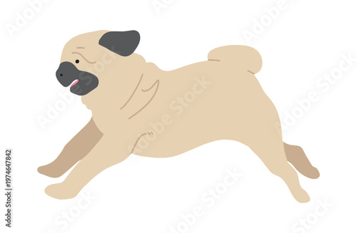 走るパグ　犬イラスト