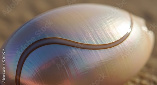 Iridescent Shell on Beach