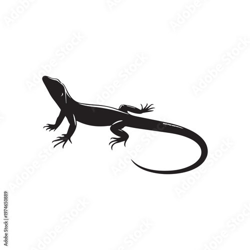 lizard on white background