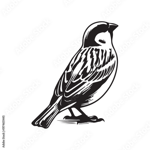 vector illustration of sparrow