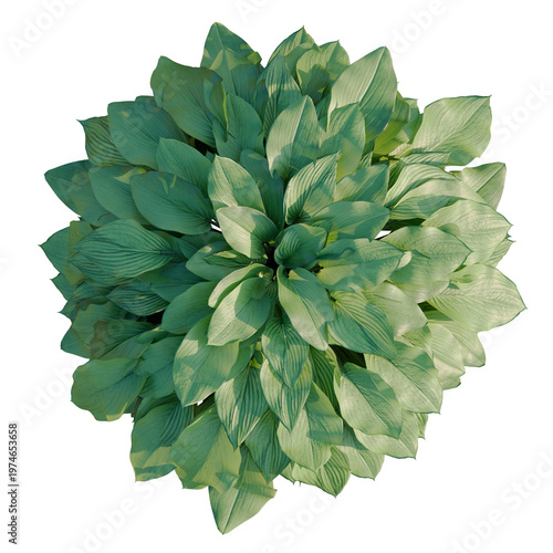 Photos Hosta tree plan, top view, cutout, transparent background, isolate, Detailed clo