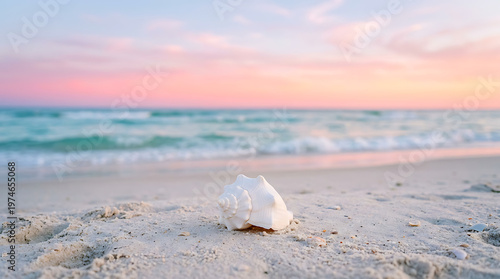 shell on the beach