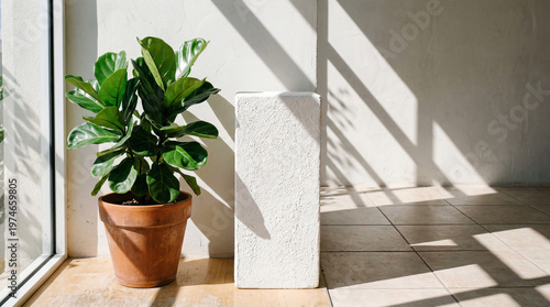 plant in a vase